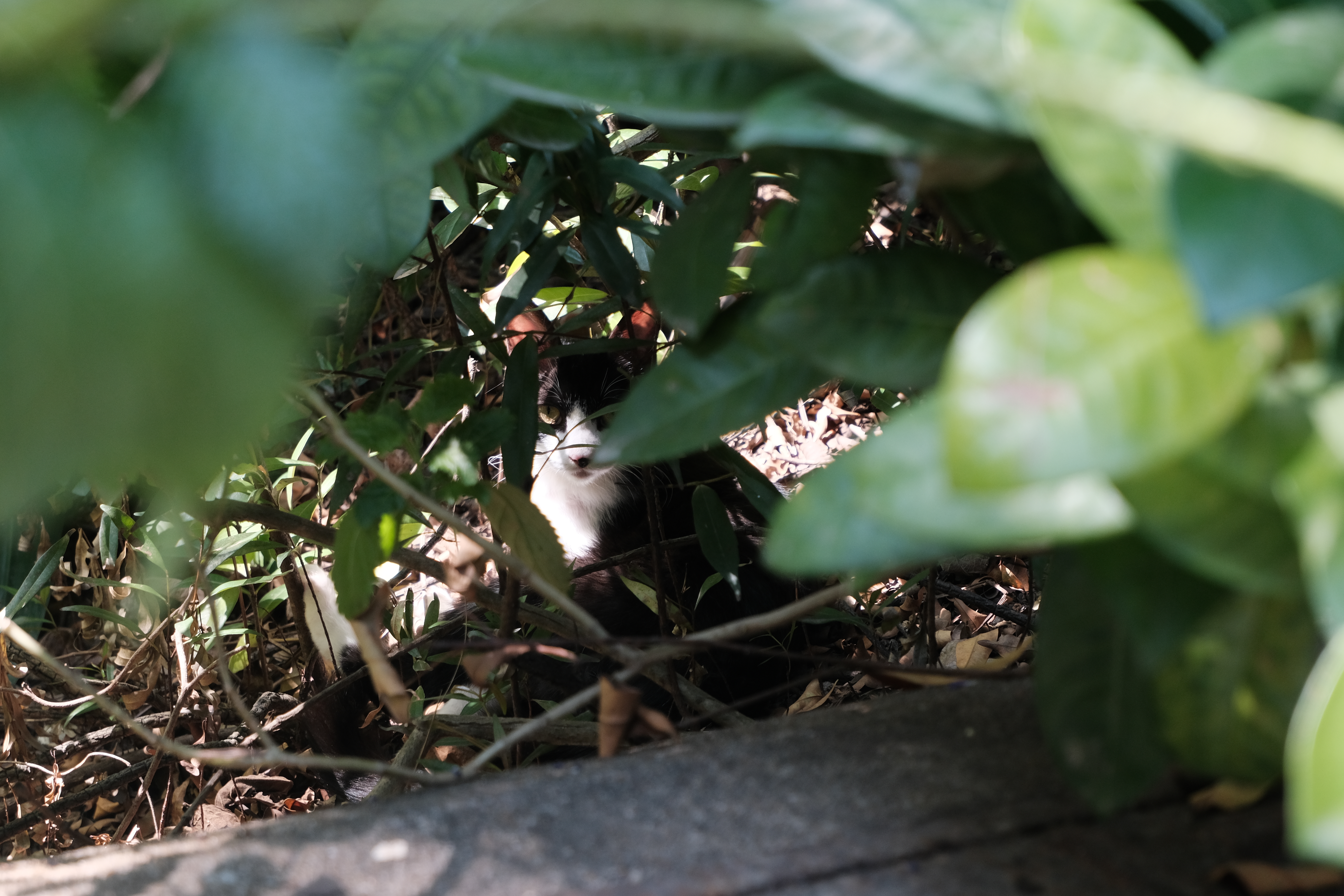 DSCF7680.JPG